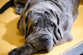 Mastino Napoletano foto 2