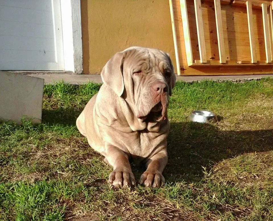 Mastino Napoletano