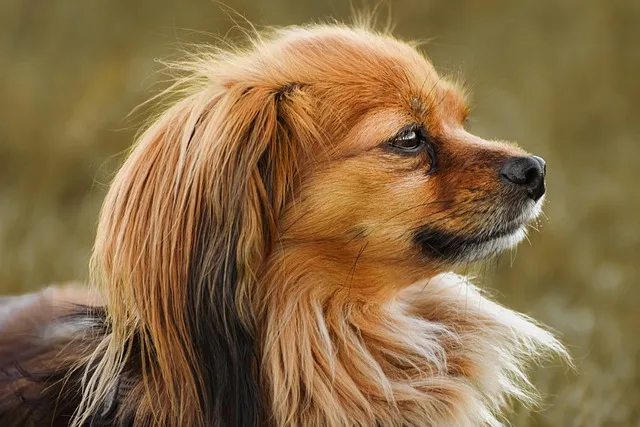 Papillon