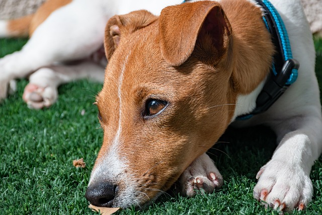 Parson Russell Terrier