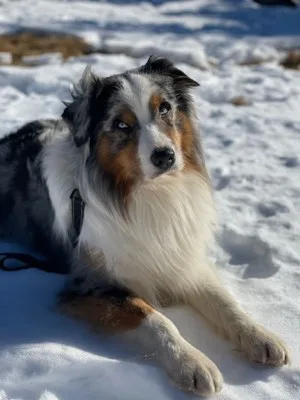 Australian Shepherd foto 2
