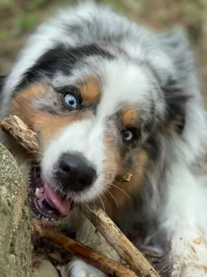 Australian Shepherd foto 3