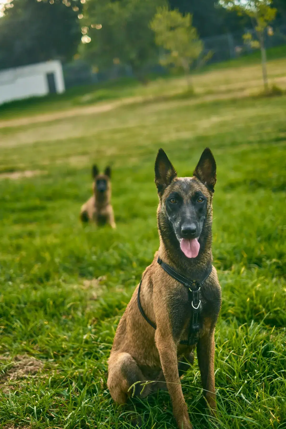 Pastore Belga Malinois