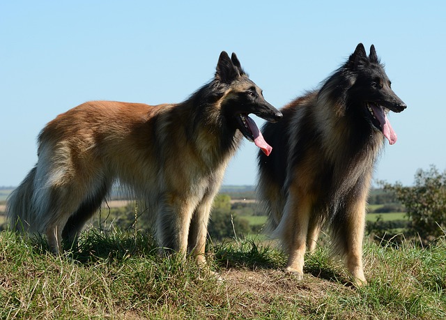 Pastore Belga Tervuren