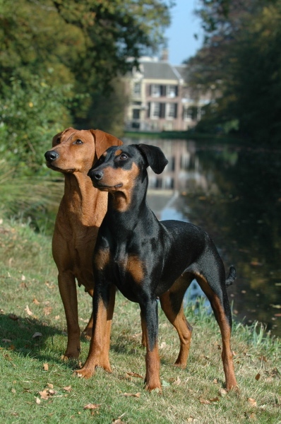 Pinscher Tedesco