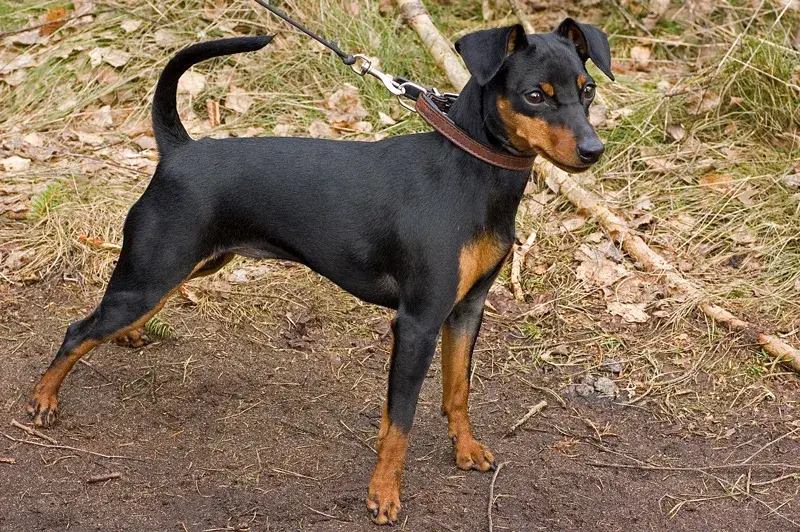 Pinscher Nano