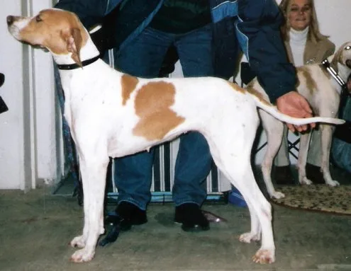 Pointer Inglese