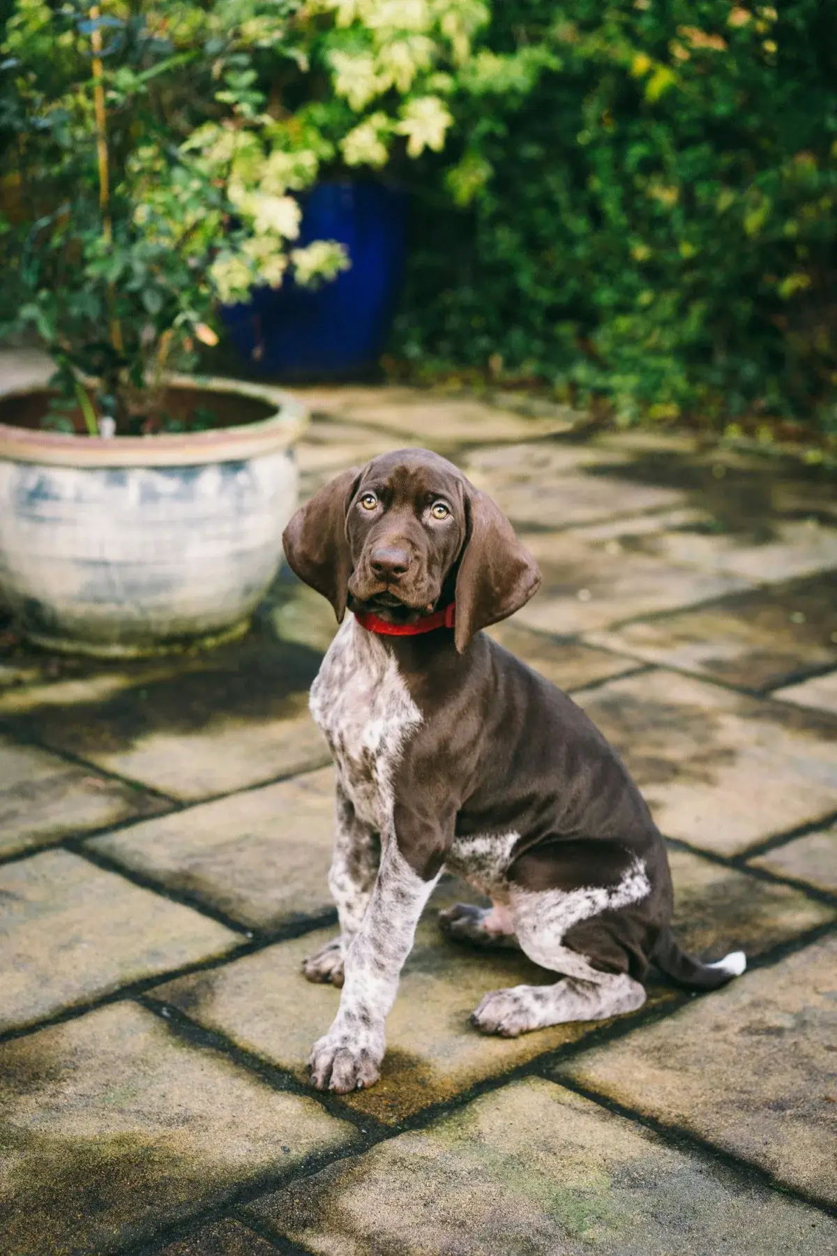 Pointer