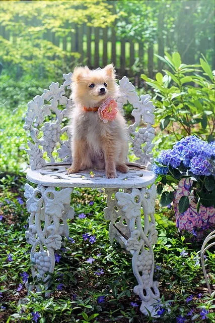 Pomerania Americano