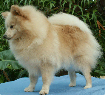 Pomerania Tedesco