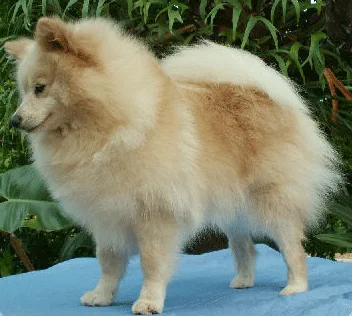 Pomerania Tedesco