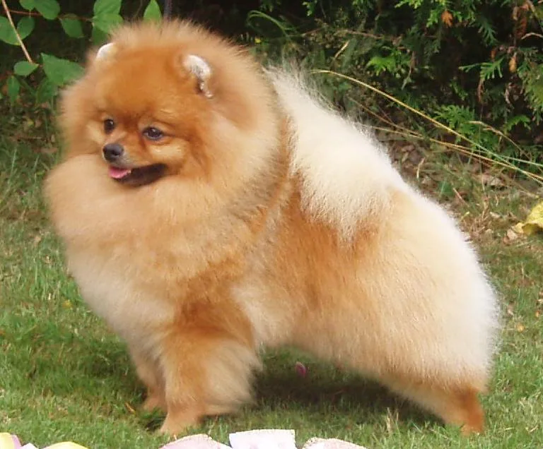 Pomerania