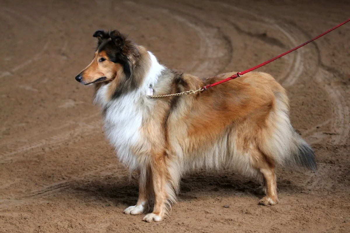 Collie (Rough)