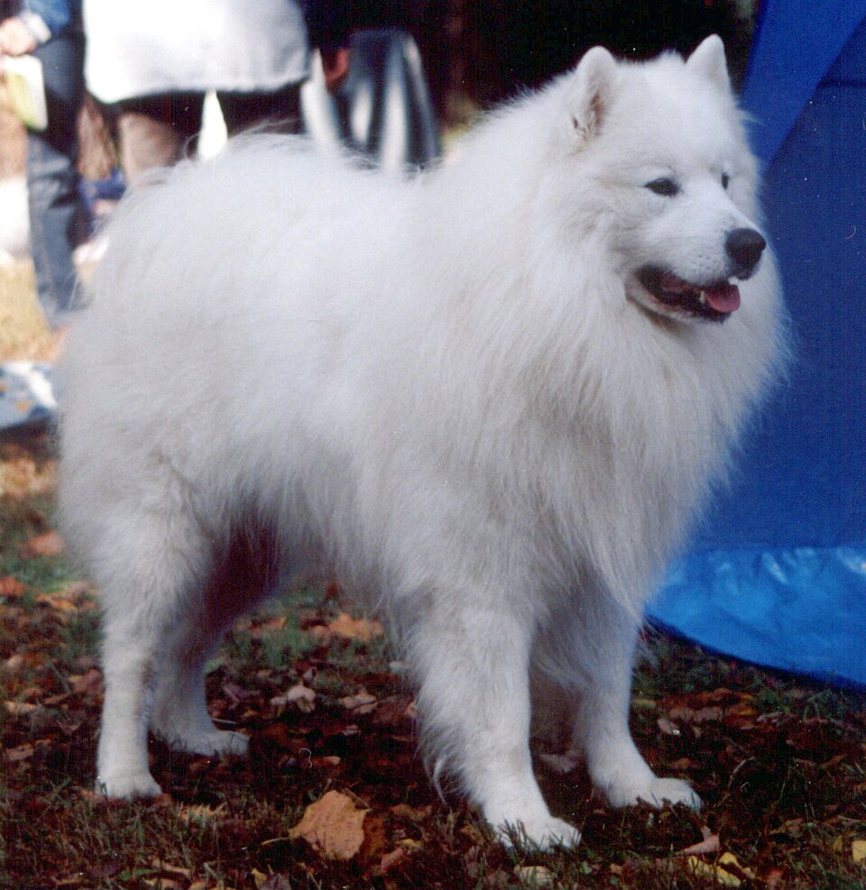 Samoiedo