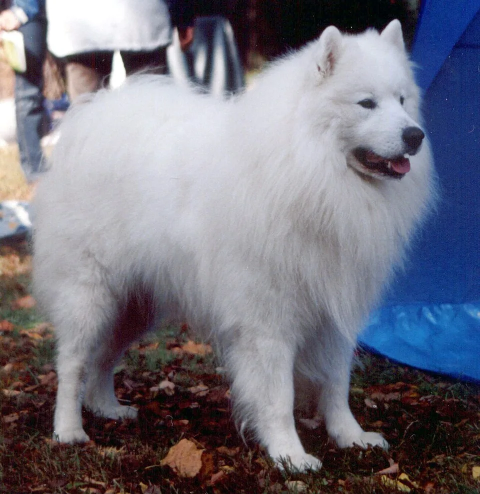 Samoiedo