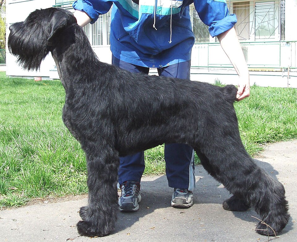 Schnauzer Gigante