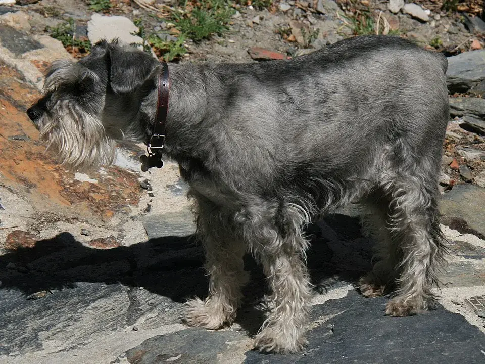 Schnauzer Medio