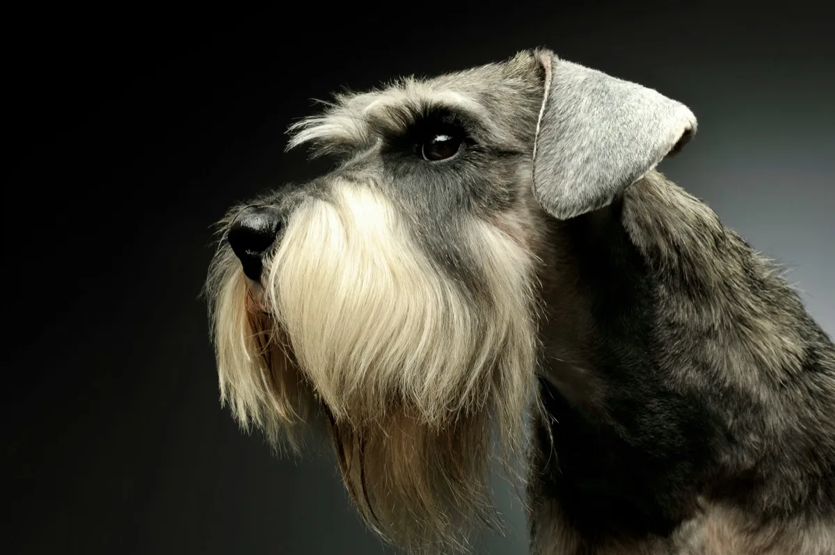 Schnauzer Nano foto 2