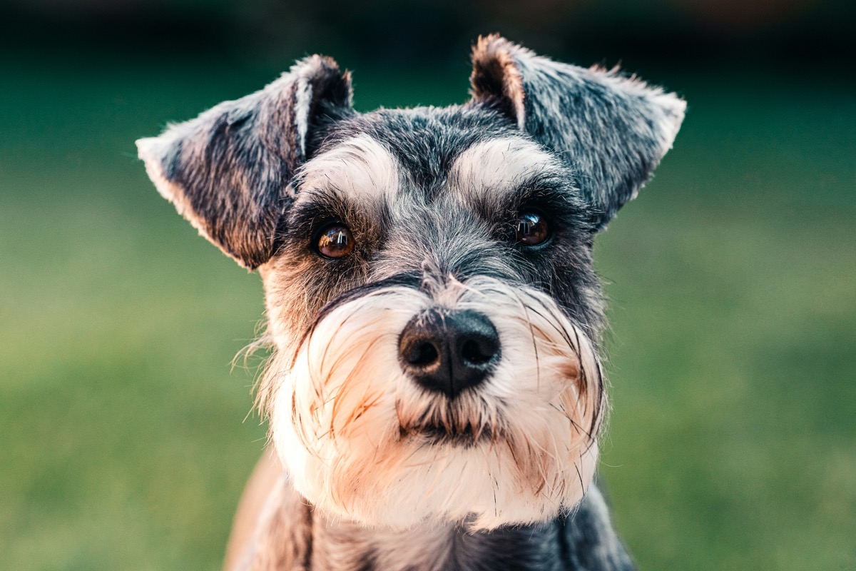 Schnauzer Nano