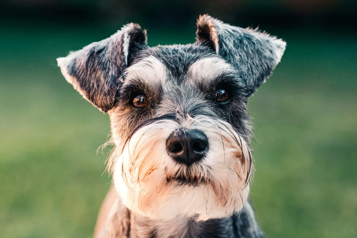Schnauzer Nano