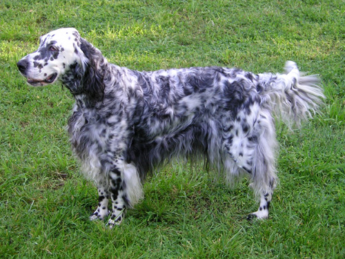 Setter Inglese