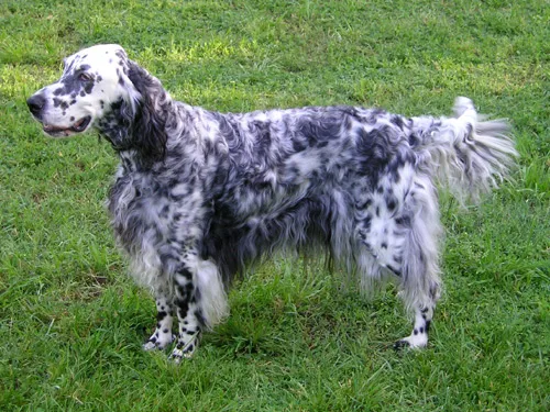 Setter Inglese