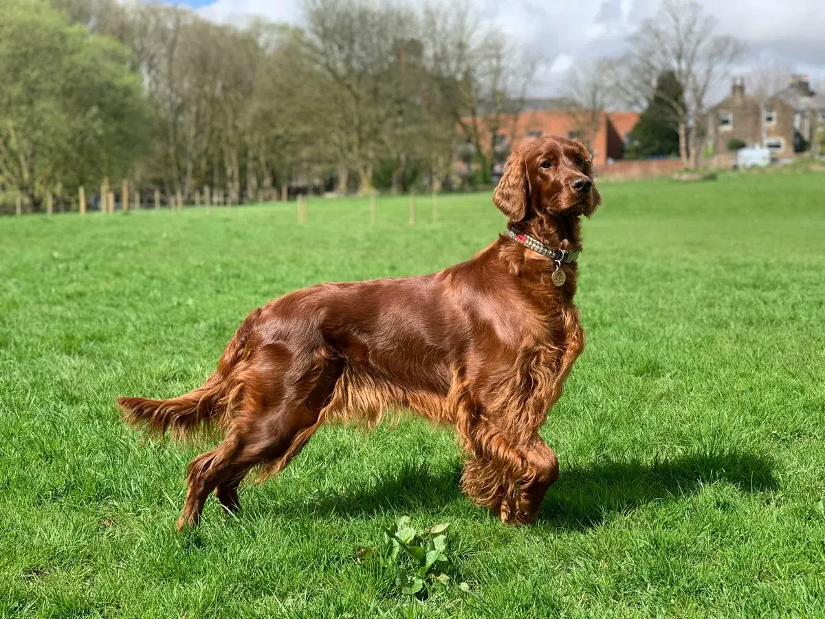 Setter Irlandese foto 2