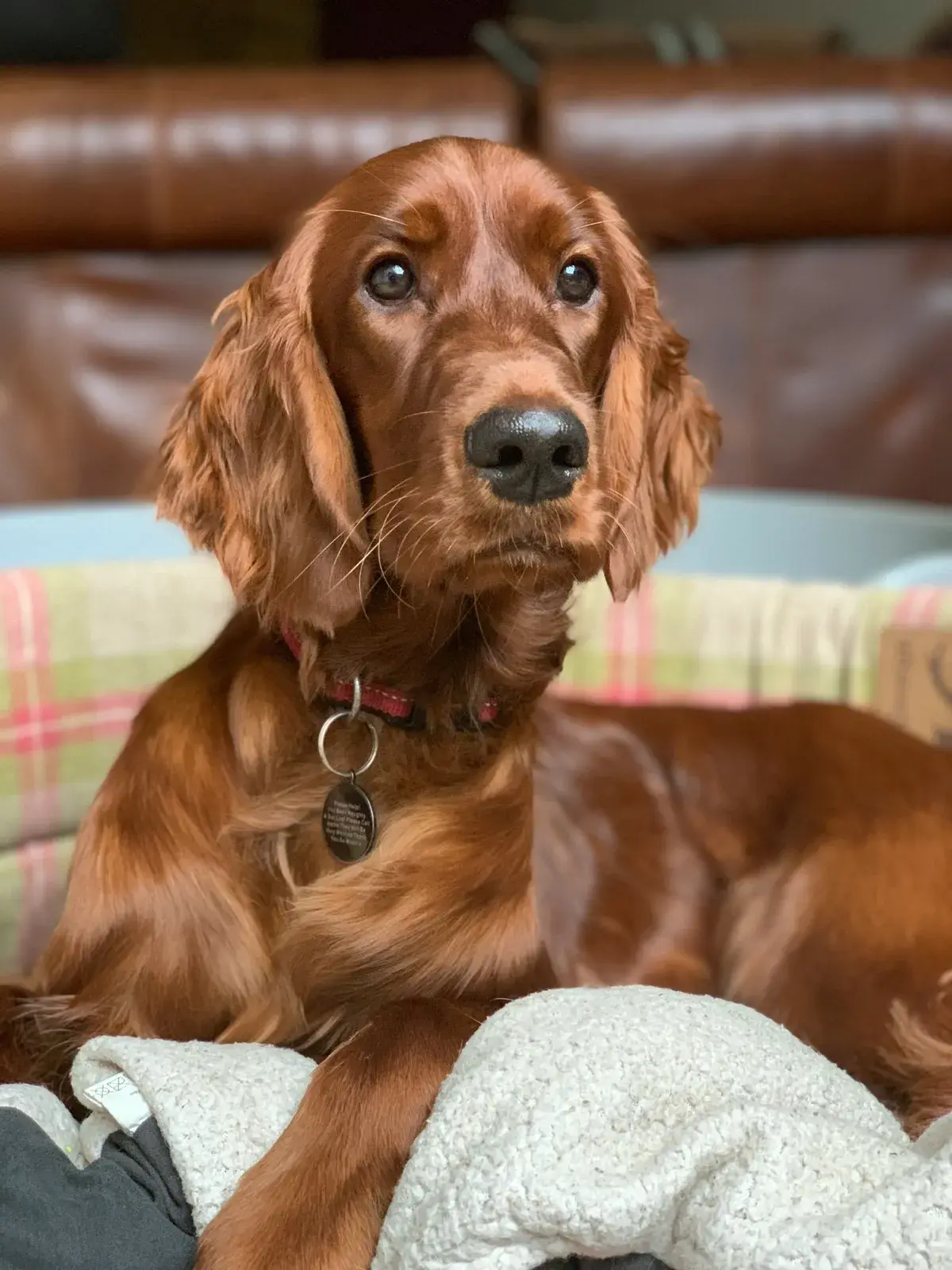 Setter Irlandese