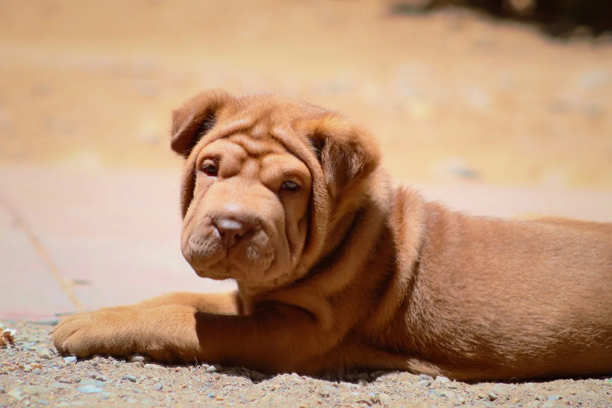Shar Pei foto 2
