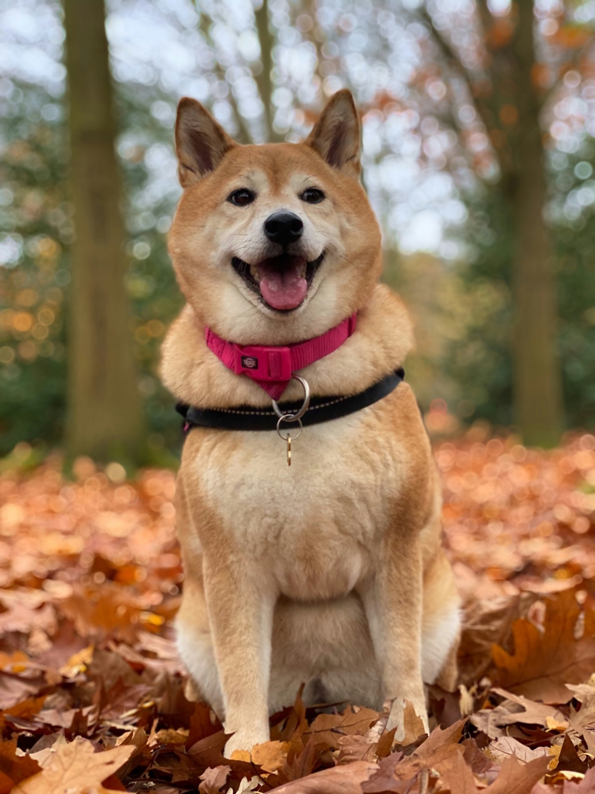 Shiba Inu