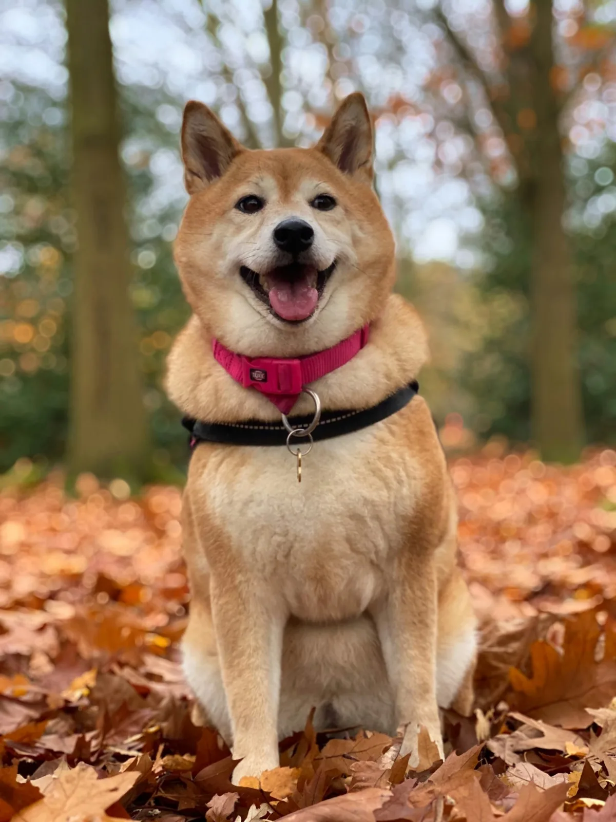 Shiba Inu