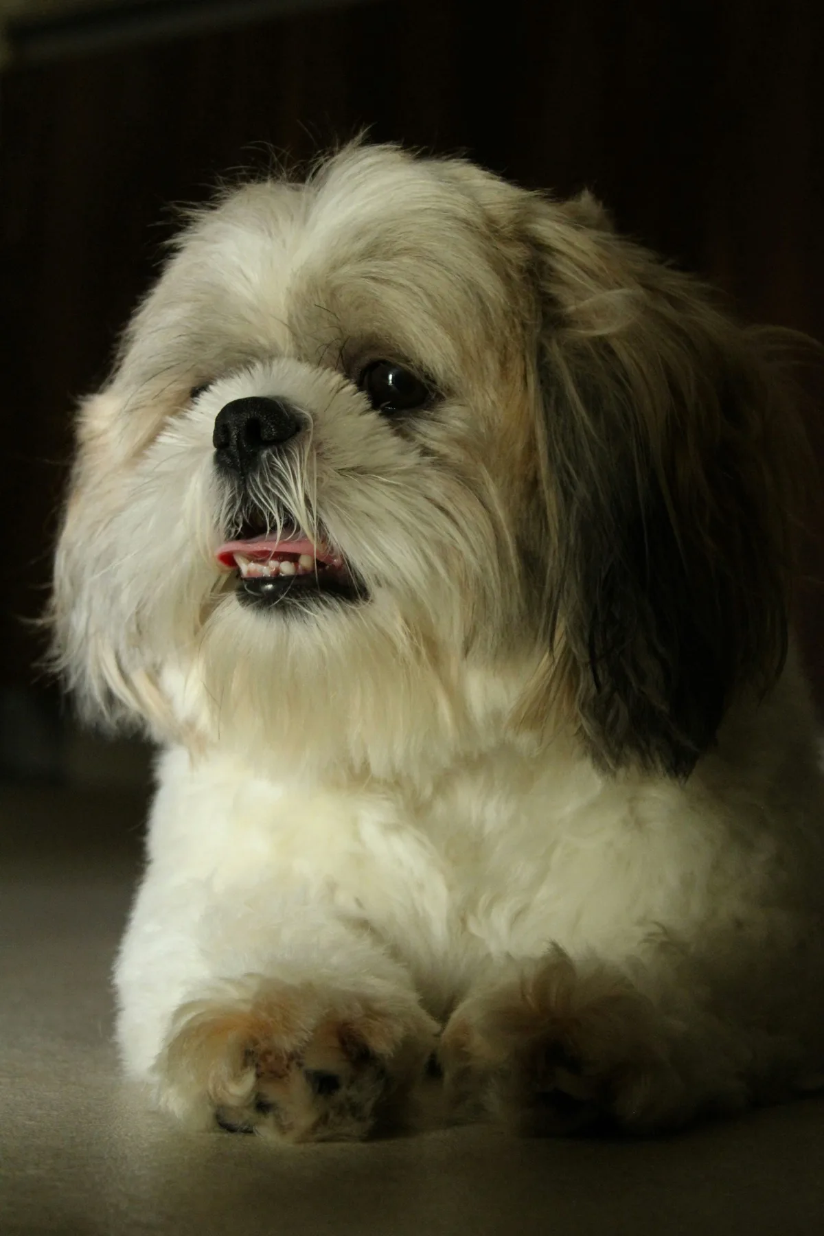 Shih Tzu foto 2