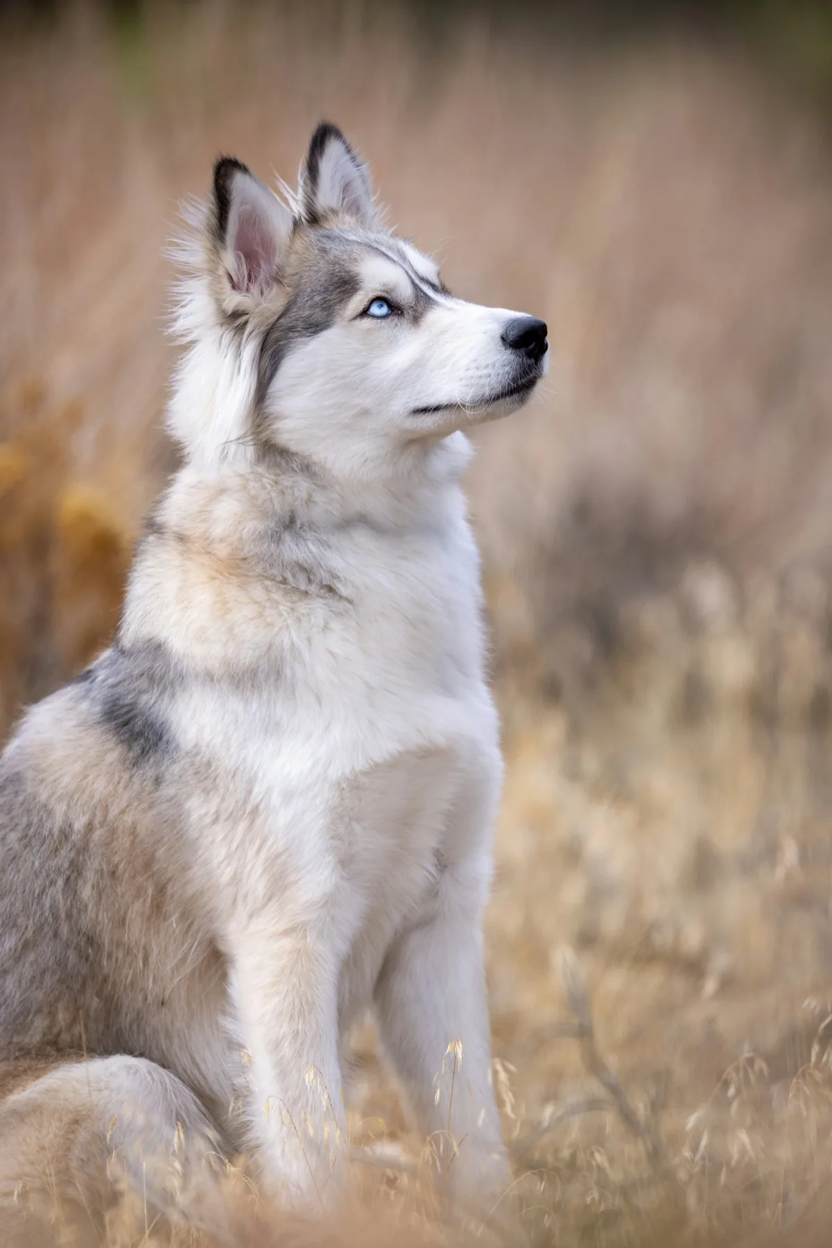 Siberian Husky foto 2