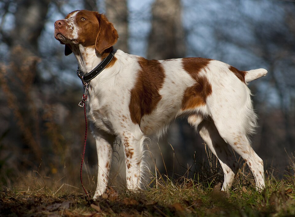 Spaniel Bretone