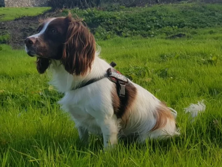 Springer Spaniel Inglese