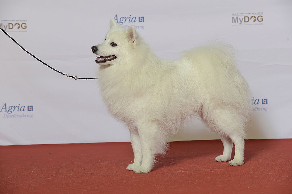 Spitz Giapponese