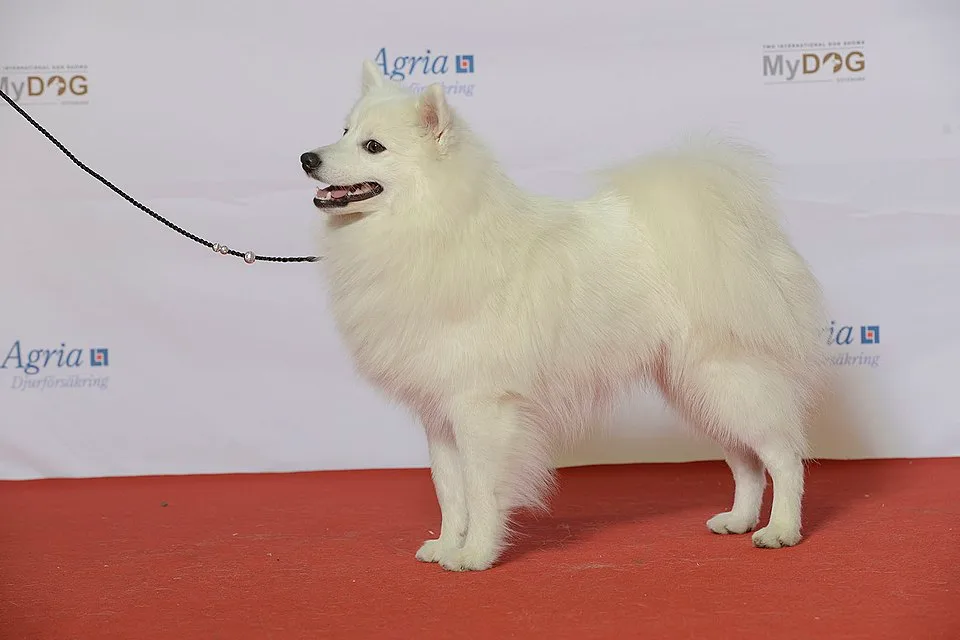 Spitz Giapponese