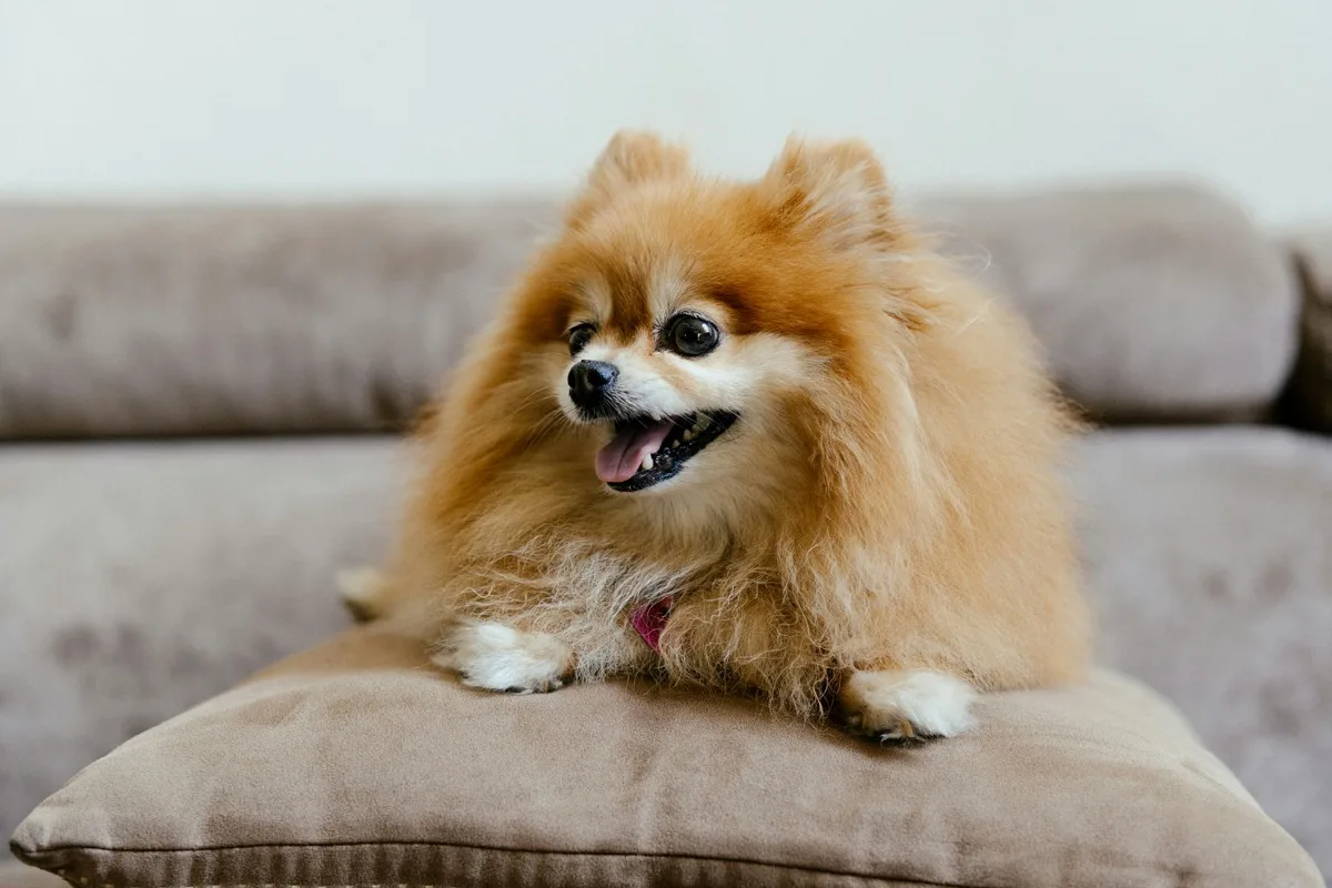 Volpino di Pomerania (Spitz Nano) foto 2