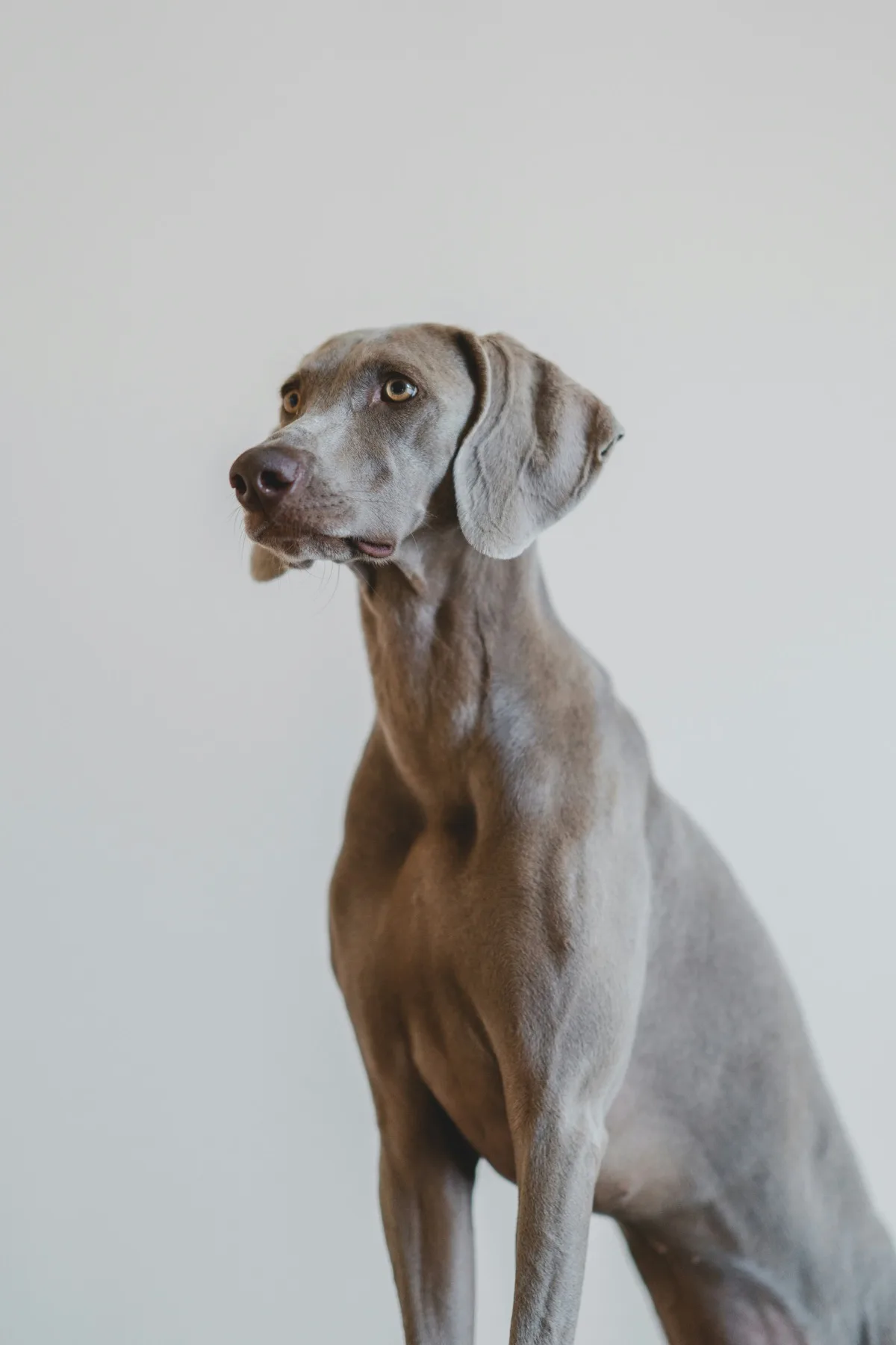 Weimaraner foto 2