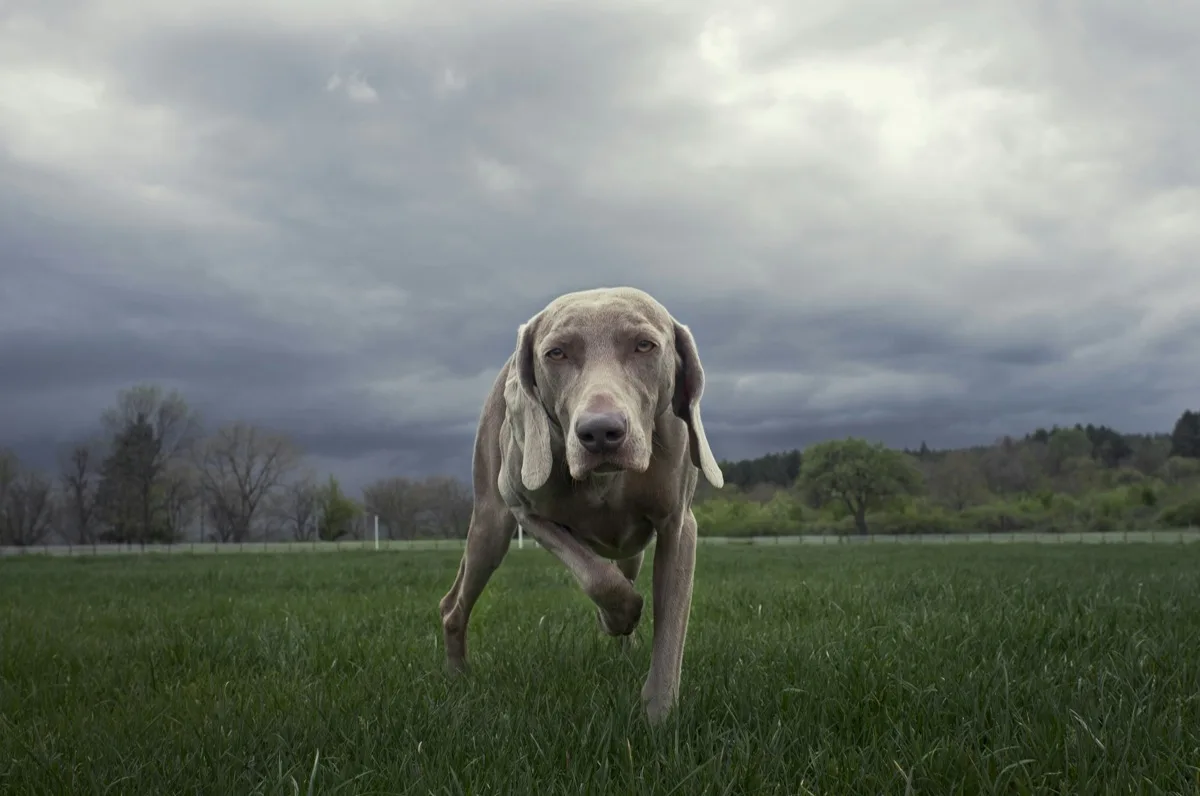Weimaraner foto 3