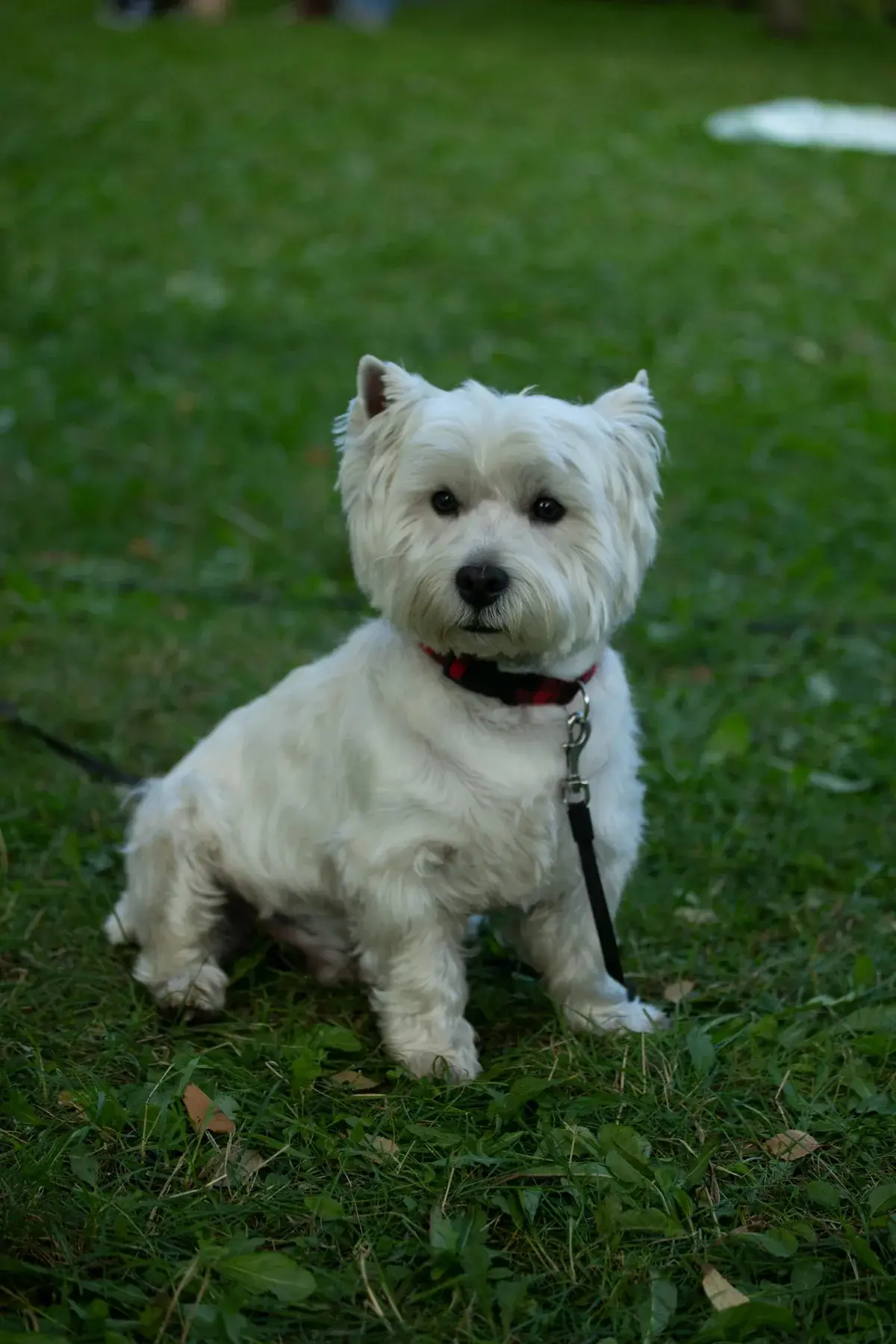 West Highland White Terrier foto 2