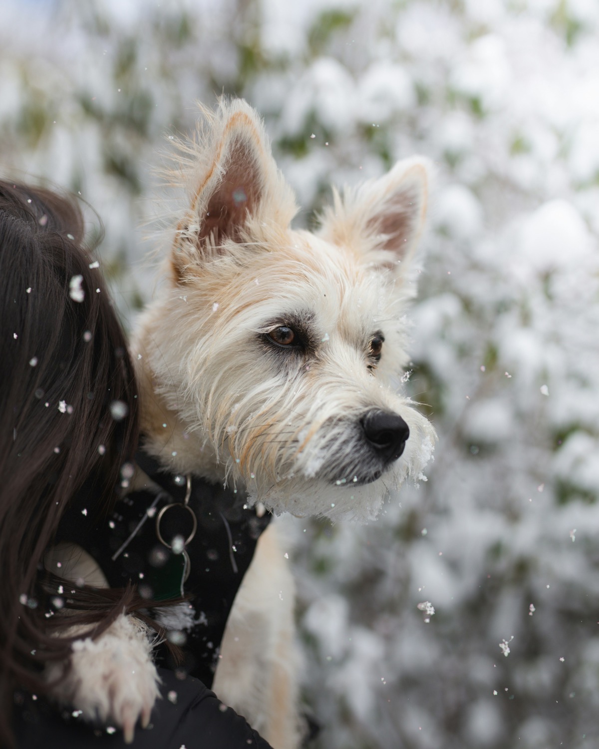 West Highland White Terrier
