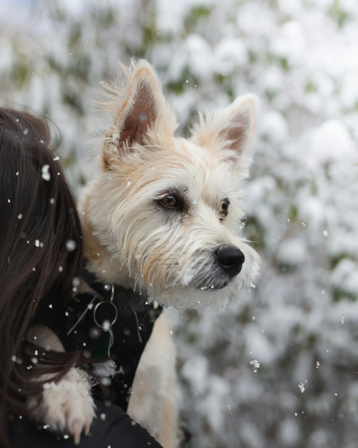 West Highland White Terrier
