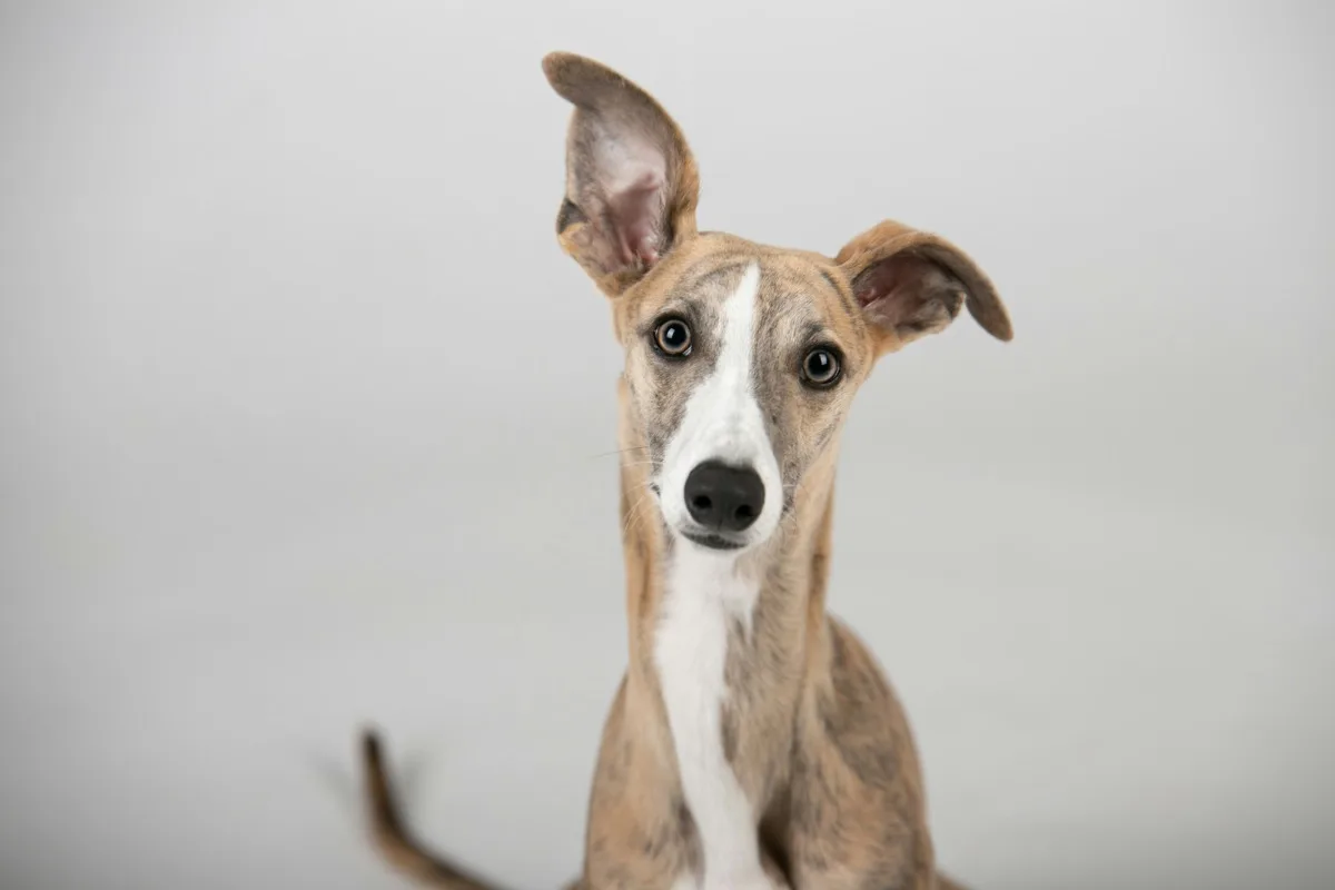 Whippet foto 2