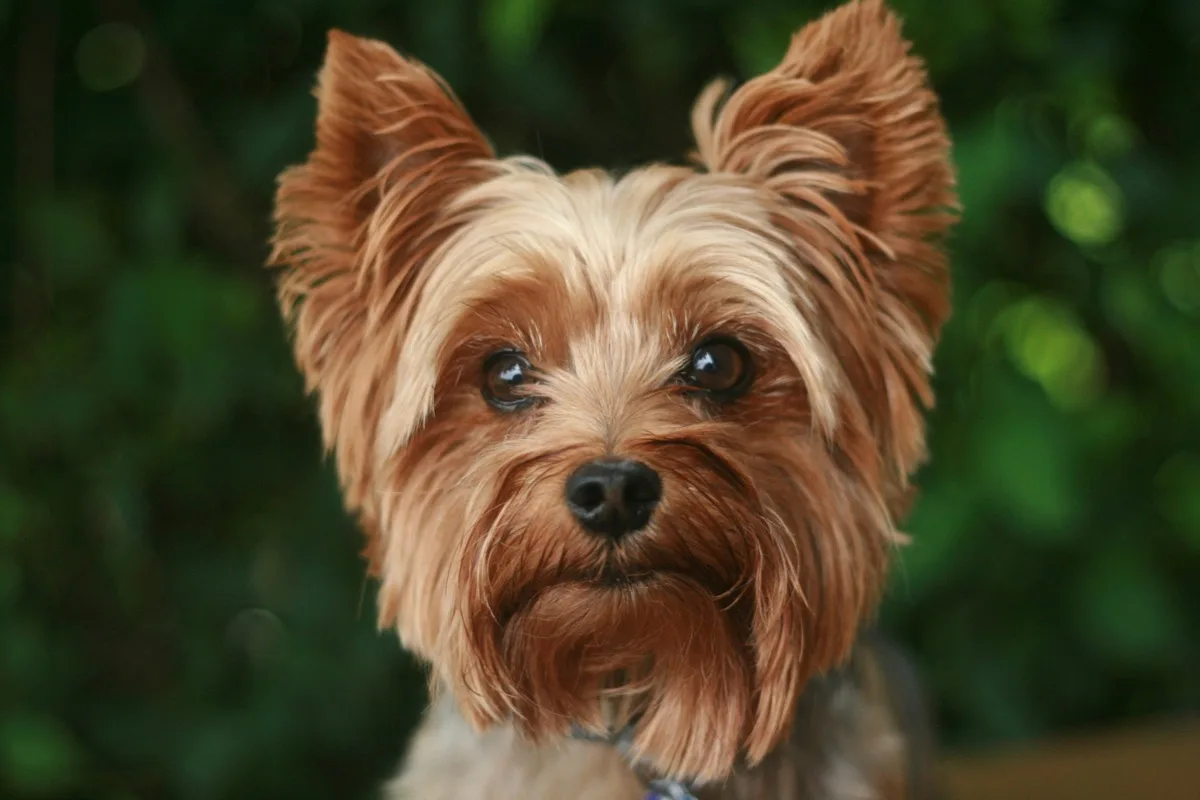 Yorkshire Terrier foto 2