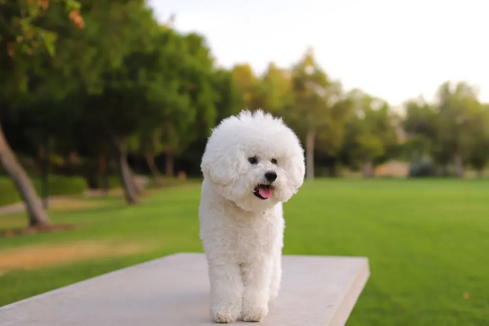 Bichon Frisé toelettato