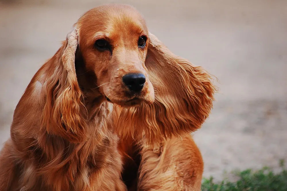 Cocker Spaniel toelettato