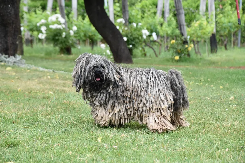 Puli a pelo cordato