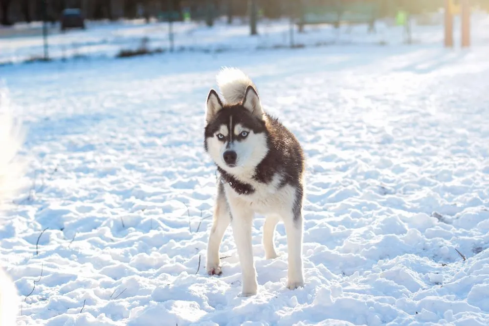 Come toelettare un cane a doppio pelo