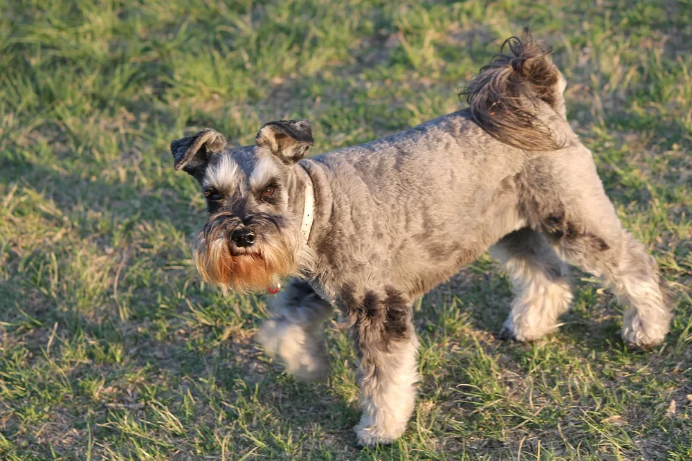 Come toelettare un cane a pelo ruvido